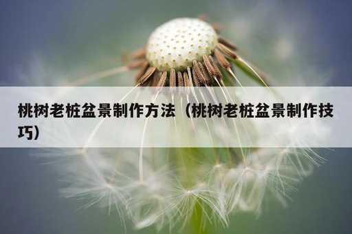 桃树老桩盆景制作方法？桃树老桩盆景制作技巧