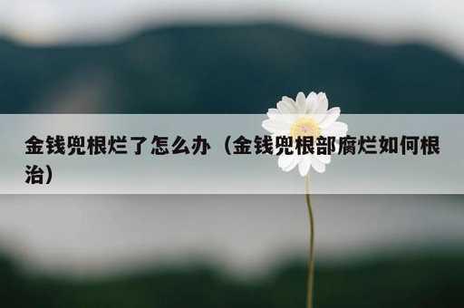 金钱兜根烂了怎么办？金钱兜根部腐烂如何根治