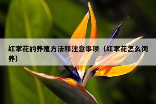 红掌花的养殖方法和注意事项？红掌花怎么饲养_https://www.86362.com_资讯_第1张