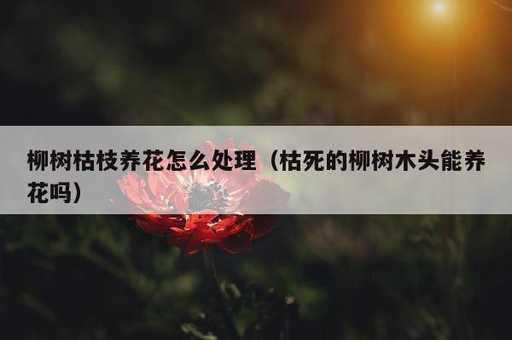 柳树枯枝养花怎么处理？枯死的柳树木头能养花吗_https://www.86362.com_资讯_第1张