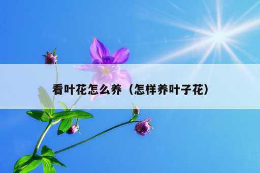 看叶花怎么养？怎样养叶子花_https://www.86362.com_资讯_第1张