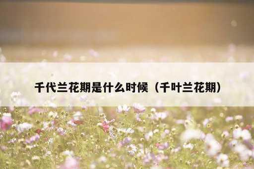 千代兰花期是什么时候？千叶兰花期_https://www.86362.com_资讯_第1张