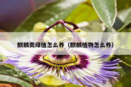 麒麟类绿植怎么养？麒麟植物怎么养