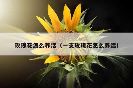 玫瑰花怎么养活？一支玫瑰花怎么养活