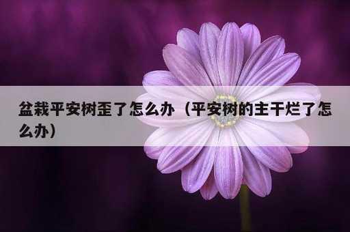 盆栽平安树歪了怎么办？平安树的主干烂了怎么办