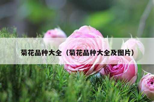 菊花品种大全？菊花品种大全及图片