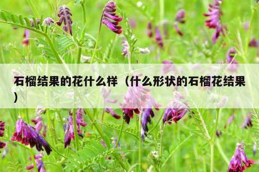 石榴结果的花什么样？什么形状的石榴花结果_https://www.86362.com_资讯_第1张