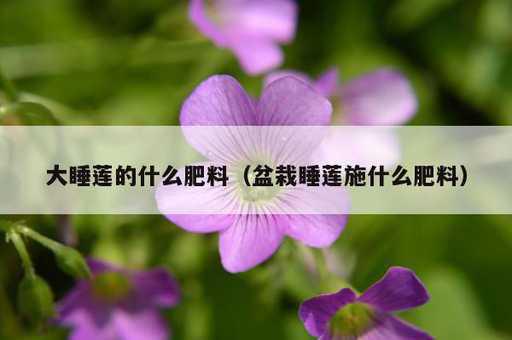 大睡莲的什么肥料？盆栽睡莲施什么肥料_https://www.86362.com_资讯_第1张