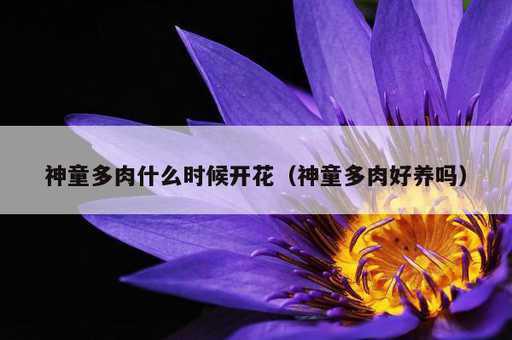 神童多肉什么时候开花？神童多肉好养吗_https://www.86362.com_资讯_第1张