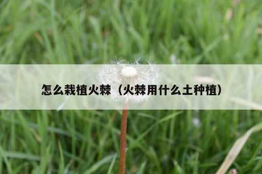 怎么栽植火棘？火棘用什么土种植