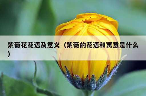 紫薇花花语及意义？紫薇的花语和寓意是什么