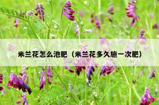 米兰花怎么池肥？米兰花多久施一次肥