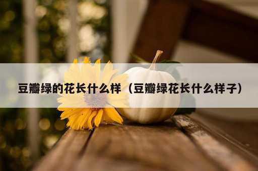 豆瓣绿的花长什么样？豆瓣绿花长什么样子