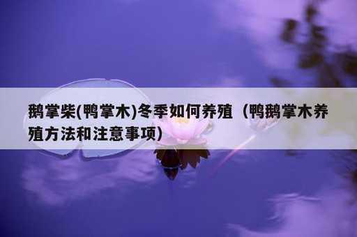 鹅掌柴(鸭掌木)冬季如何养殖？鸭鹅掌木养殖方法和注意事项_https://www.86362.com_资讯_第1张