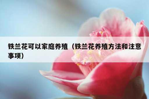 铁兰花可以家庭养殖？铁兰花养殖方法和注意事项_https://www.86362.com_资讯_第1张