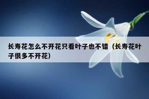 长寿花怎么不开花只看叶子也不错？长寿花叶子很多不开花_https://www.86362.com_资讯_第1张