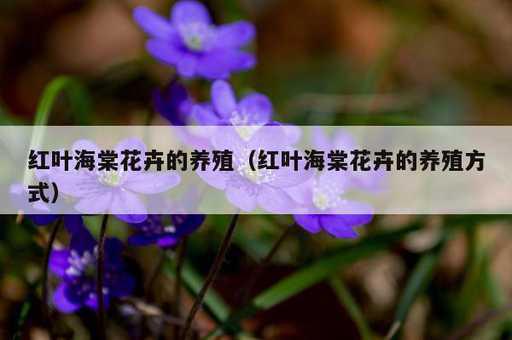 红叶海棠花卉的养殖？红叶海棠花卉的养殖方式_https://www.86362.com_资讯_第1张