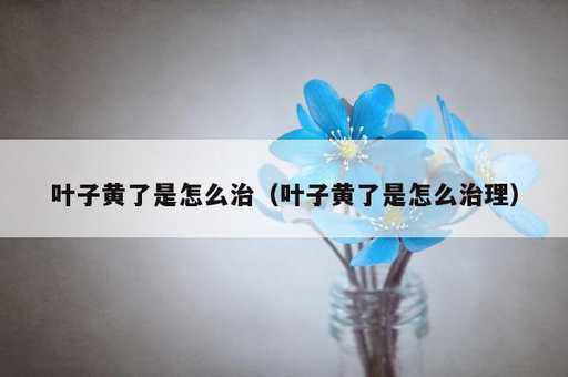 叶子黄了是怎么治？叶子黄了是怎么治理_https://www.86362.com_资讯_第1张