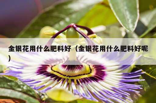 金银花用什么肥料好？金银花用什么肥料好呢