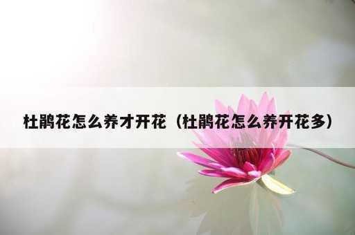 杜鹃花怎么养才开花？杜鹃花怎么养开花多_https://www.86362.com_资讯_第1张