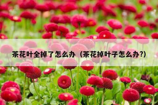 茶花叶全掉了怎么办？茶花掉叶子怎么办?