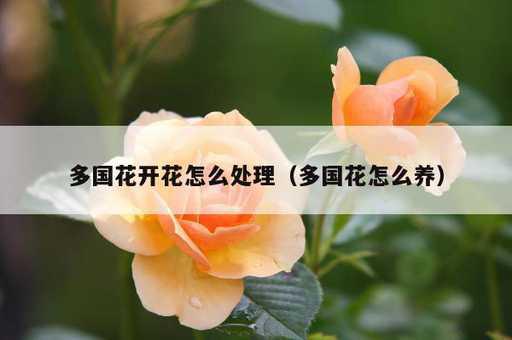 多国花开花怎么处理？多国花怎么养_https://www.86362.com_资讯_第1张