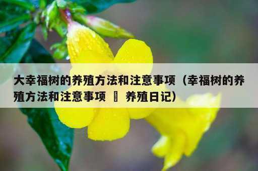 大幸福树的养殖方法和注意事项？幸福树的养殖方法和注意事项 – 养殖日记_https://www.86362.com_资讯_第1张