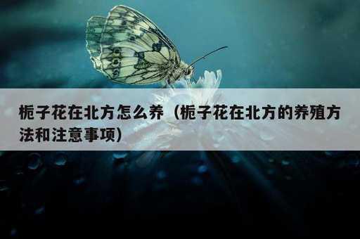 栀子花在北方怎么养？栀子花在北方的养殖方法和注意事项