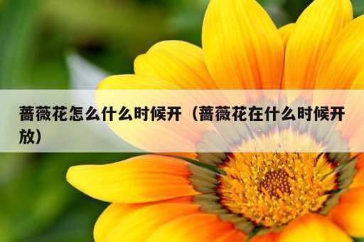 蔷薇花怎么什么时候开？蔷薇花在什么时候开放_https://www.86362.com_资讯_第1张