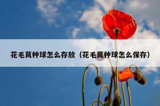 花毛茛种球怎么存放？花毛茛种球怎么保存_https://www.86362.com_资讯_第1张