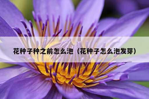 花种子种之前怎么泡？花种子怎么泡发芽