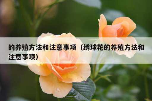 的养殖方法和注意事项？绣球花的养殖方法和注意事项_https://www.86362.com_资讯_第1张