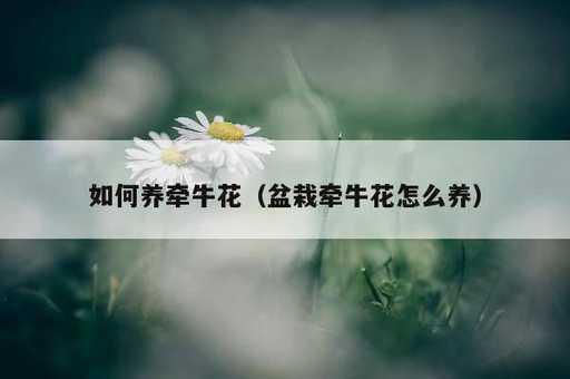 如何养牵牛花？盆栽牵牛花怎么养_https://www.86362.com_资讯_第1张