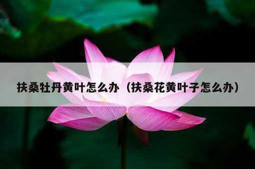 扶桑牡丹黄叶怎么办？扶桑花黄叶子怎么办_https://www.86362.com_资讯_第1张