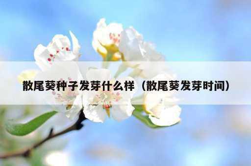 散尾葵种子发芽什么样？散尾葵发芽时间_https://www.86362.com_资讯_第1张