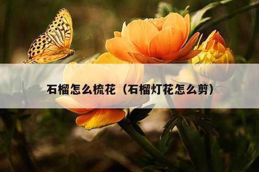 石榴怎么梳花？石榴灯花怎么剪