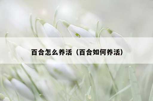 百合怎么养活？百合如何养活_https://www.86362.com_资讯_第1张