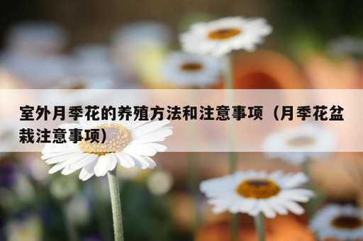 室外月季花的养殖方法和注意事项？月季花盆栽注意事项