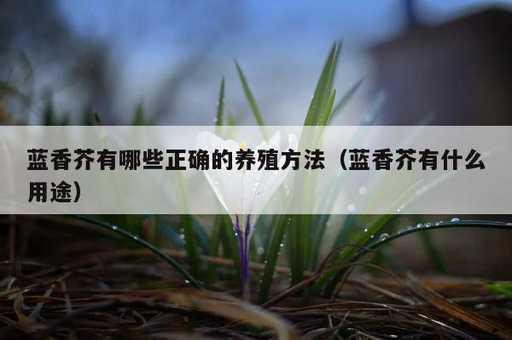 蓝香芥有哪些正确的养殖方法？蓝香芥有什么用途_https://www.86362.com_资讯_第1张