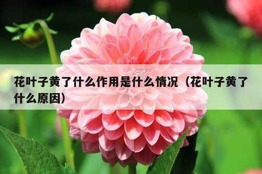 花叶子黄了什么作用是什么情况？花叶子黄了什么原因