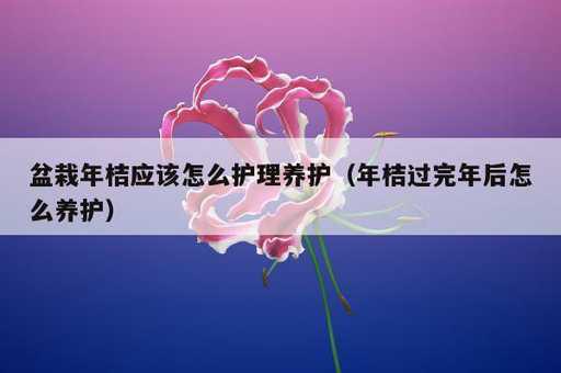 盆栽年桔应该怎么护理养护？年桔过完年后怎么养护