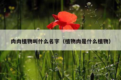 肉肉植物叫什么名字？植物肉是什么植物