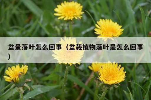 盆景落叶怎么回事？盆栽植物落叶是怎么回事_https://www.86362.com_资讯_第1张