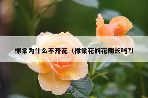 棣棠为什么不开花？棣棠花的花期长吗?