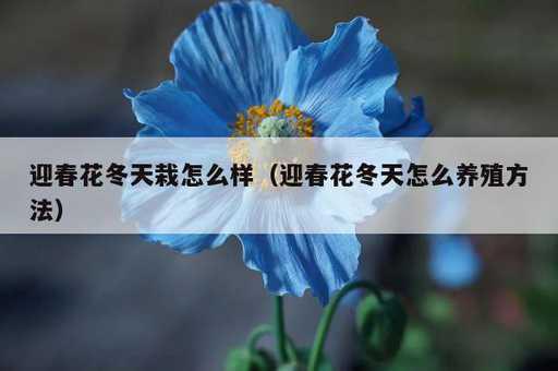 迎春花冬天栽怎么样？迎春花冬天怎么养殖方法