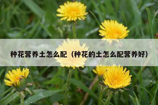 种花营养土怎么配？种花的土怎么配营养好