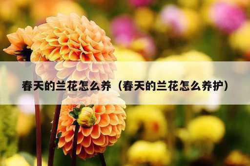 春天的兰花怎么养？春天的兰花怎么养护_https://www.86362.com_资讯_第1张