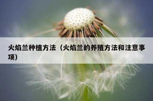 火焰兰种植方法？火焰兰的养殖方法和注意事项