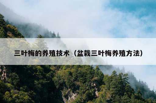 三叶梅的养殖技术？盆栽三叶梅养殖方法