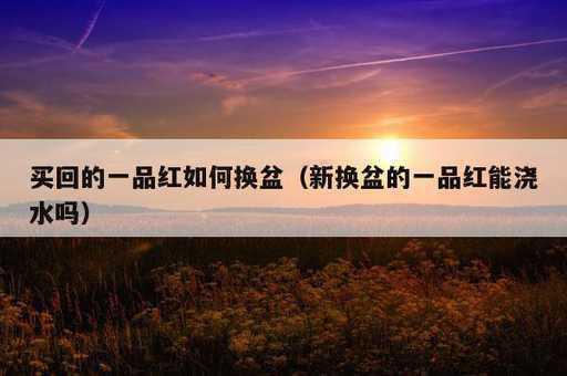 买回的一品红如何换盆？新换盆的一品红能浇水吗